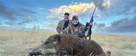 cheap hog hunts california